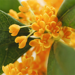 osmanthus absolute