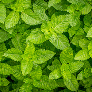 mentha arvensis rect 45%, soluble