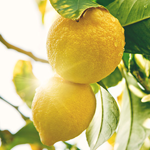 lemon oil phase (lemon essence)