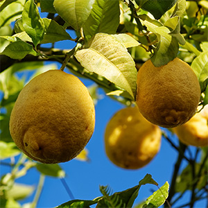 lemon oil bio