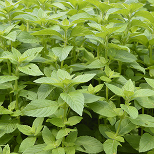 mentha arvensis oil, rectified 50%