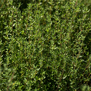 thyme oil, red spain