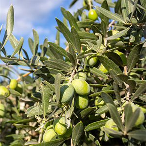 aceite de oliva refinado