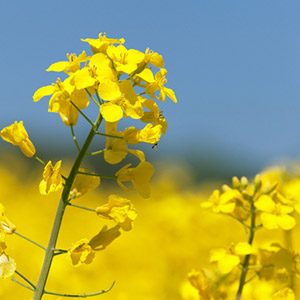 rapeseed oil, refined