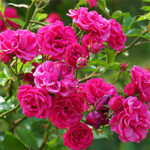 rose centifolia absolute firmenich 979686